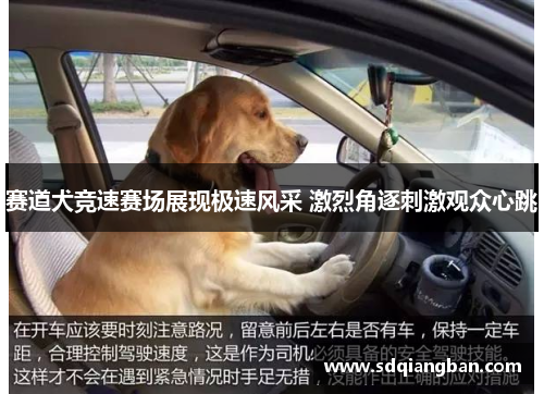 赛道犬竞速赛场展现极速风采 激烈角逐刺激观众心跳